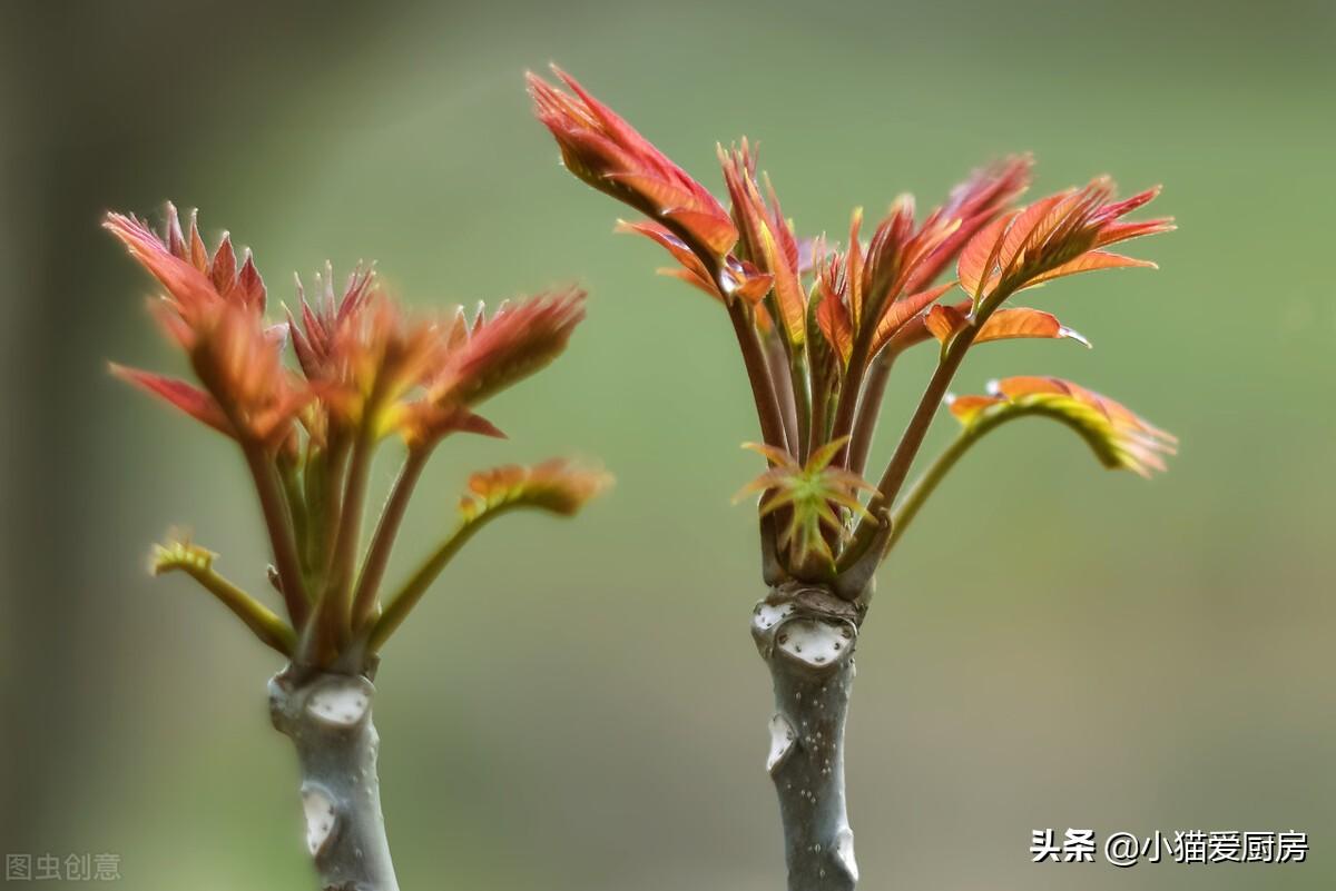 图片[4]-几道春季应季食谱 全是春天的味道-起舞食谱网